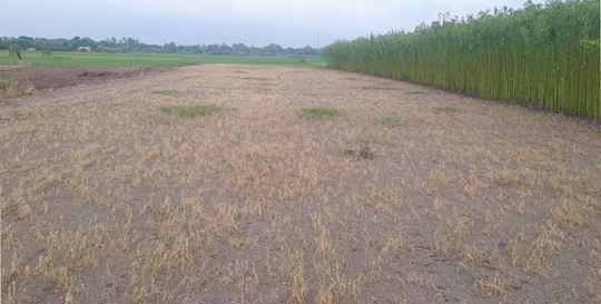 image-here
